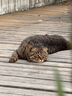 田田猫高密度耐抓耐磨瓦楞纸猫抓板猫咪玩具猫用品猫薄荷套装2个装 实拍图