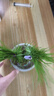 【草头娃娃】创意小盆栽可爱植物趣味长草娃娃办公室儿童水培绿植 开花娃娃1个+长草娃娃1个带托盘 送糖果喷壶 实拍图