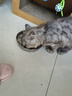 麦斯蒂宠物猫咪零食猫罐头鸡丝浓汤补水成幼猫营养湿粮 85g*8罐 实拍图