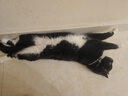 麦富迪猫粮 超肉粒冻干双拼粮2kg 成猫（冻干三文鱼） 实拍图