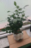 佰花锦办公桌面绿植盆栽发财树室内客厅奶油风网红盆景精致美观四季好养 单杆发财树+PVC白泡泡盆 整体高度约15-25cm 实拍图