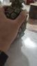 广东徐闻香水菠萝新鲜水果生鲜热带孕妇水果整箱包邮 【限时低价】1个装  单果650g起 实拍图