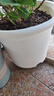 爱丽思（IRIS）Deepot花盆加厚树脂控根圆口绿萝绣球蔷薇月季塑料花盆 10号白色(口径约32.8cm)无盆托 实拍图