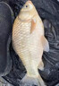 优束鲫鱼大叔同款鱼饵钓鱼饲料小药诱鱼粉高浓度诱鱼鲫鱼草鱼黑坑通杀 v7诱鱼粉+开口果炫（组合装） 【爆杀大鱼，拒绝空军】 晒单实拍图