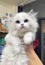【纯种】布偶猫仙女猫海双蓝双山双长毛猫蓝眼睛小猫咪幼崽猫活体 宠物级 【更多幼猫】联系客服挑选 公 实拍图
