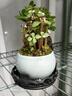 开时果 金枝玉叶盆栽多肉植物盆景 办公室内桌面花卉小绿植源头直发包邮 【丛生款】哥窑浅蓝盆+苔藓+底托 实拍图