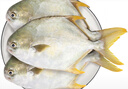 翔泰海南深海金鲳鱼700g 2条 烧烤 火锅 生鲜鱼类 BAP认证 海鲜水产 实拍图