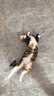 皇家皇家室内成猫粮 I27 通用粮 12月以上 2KG 实拍图