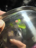 【不锈钢】和面盆厨房烘焙家用火锅盆洗菜打蛋汤锅盆醒面盆料理盆 32cm【热卖款】不锈钢 和面盆 实拍图