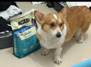 愛肯拿（ACANA）狗粮 海洋盛宴 成犬幼犬 靓毛鱼肉全价犬粮原装进口2kg 效期26/2 实拍图