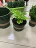 环球（HUAN QIU）花盆带托盘 加厚阳台花卉盆栽种植盆月季茉莉绣球栀子花加仑花盆 3加仑-口径24cm高26cm 盆+托【1个】 实拍图