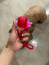 HELLOJOY狗狗玩具耐咬球自动逗狗神器自嗨解闷宠物电动小狗智能弹力遛狗球 实拍图