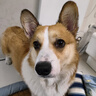 皇家狗粮 成犬狗粮 犬粮 宠物 中型犬 M25 全价犬粮 ≥12月 4KG 实拍图