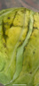 新鲜甘蓝包菜卷心菜新鲜嫩绿莲花白现摘现发到京东来买菜 新鲜包菜 1.5-2斤 人工挑拣 实拍图