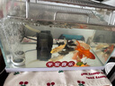 松宝（sobo）鱼缸增氧泵养鱼氧气泵小型家用充氧泵水族箱打氧机增氧泵 双孔3W 实拍图