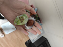 无穷即食卤蛋零食小吃熟食早餐鹌鹑蛋70g共12独立小包虎皮味 实拍图