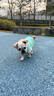 皇家狗粮 幼犬狗粮 犬粮 通用犬型 A3 通用粮 2-12月 3KG 实拍图
