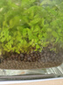 汉洋（ WATERWEEDS INDUSTRY）亚马逊水草泥和种子鱼缸底砂水草缸造景套餐水藻泥种植土粗粒2L 实拍图