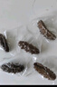 久年大连即食海参500g8-12只 辽刺参官方旗舰店京东自营 生鲜海鲜盒装 实拍图