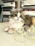 冠能猫粮成猫猫粮鸡肉味7kg 全价猫粮 稳固免疫 适口性强 实拍图