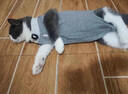 POPOCOLA猫咪绝育服母猫术后衣服宠物断奶服公猫手术服防舔透气6-9斤 实拍图