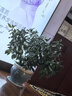稳健医用棉签双头掏耳鼻清洁化妆脱脂棉棉棒白色圆头7.5cm100支/桶 实拍图