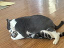 冠能猫粮室内成猫猫粮10kg 全价猫粮 添加膳食纤维 控制毛球 实拍图