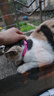 欢宠网猫驱虫项圈狗猫咪狗狗脖圈颈圈小狗小型犬猫猫小猫幼猫宠物跳蚤圈 实拍图