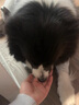 赛狮土狗狗粮通用型幼犬成犬10斤装中华田园犬家狗中大型犬粮40斤 【土狗专用】10斤装/高钙壮骨 实拍图