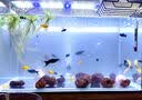 鱼缸灯架水草灯架LED草缸灯水族箱鱼缸照明灯架LED水草灯 四排三档变色灯架 L-500（适合50-60cm鱼缸 实拍图