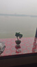 带盆带土 小叶罗汉松 树桩盆栽盆景桌面 花卉 雀舌罗汉松树苗 松柏造型盆景 罗汉松带原盆原土 实拍图