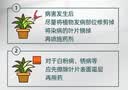 千百季花友笑花枝俏直喷园艺药剂兰花卉绿植广谱杀虫剂杀菌剂免稀释套装 实拍图