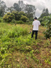 德力西大功率电动割草机手持充电式打草机小型家用农用开荒锂电除草神器 无刷续航皇【20节10.0Ah】2电1充 【中国500强企业】全新官方正品 实拍图