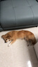 朗亲狗粮10斤装泰迪比熊金毛成犬幼犬通用型狗干粮5kg 实拍图