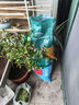 德沃多肥料蔬菜专用营养土50L园艺种菜土壤盆栽果蔬养花土种植土有机基质土 实拍图
