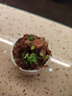 潮香村NFC原榨果汁调理厚切牛肉 整切西冷腌制儿童牛排900g/5片 实拍图