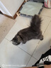 皇家绝育成猫粮 SA37通用粮 1-7岁2KG 实拍图