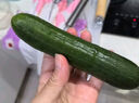 京喜加新鲜无刺水果小黄瓜小青瓜脆甜荷兰脆嫩生吃黄瓜蔬菜 水果黄瓜 1斤 实拍图