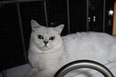 诚实一口BK01烘焙发腮烘焙猫粮1.35kg*8包（10.8kg） 实拍图