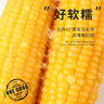 金沃瑞丰有机 大黄糯玉米棒260g*8支＞4.5斤 新鲜甜粘黏 非转基因早餐 实拍图