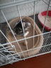憨憨宠猫笼折叠猫笼子大号猫别墅加粗加密双层猫舍猫窝宠物猫咪用品家用 白色 850双层 实拍图