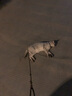 汪野君猫砂盆顶入半封闭猫厕防外溅幼猫成猫猫屎盆猫沙盆带猫砂铲大号 实拍图