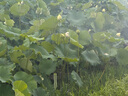 JJC 适用佳能R50 R8 G7X3钢化膜M200 850D相机屏幕保护贴膜 微单单反配件 实拍图