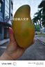 舒肤佳健康净护沐浴露 生椰厚乳香1kg 滋润保湿润肤 男女士通用 实拍图