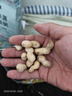 粮隆 蒜香花生500g 带壳坚果炒货休闲食品下酒菜 办公室零食小吃  实拍图