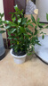 八芽小叶栀子花盆栽开花植物室内桌面茶几好养花卉绿植办公室净化空气 小叶栀子花-陶瓷竖纹盆 带盆栽好 实拍图