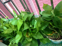 双盟绿萝盆栽除甲醛花卉绿植办公室新房净化空气180加仑4盆装源头直发 实拍图