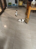 红狗 猫多维片200片 猫咪维生素猫咪宠物维生素猫维生素b猫藓 实拍图