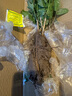 【净化空气】茉莉花盆栽浓香型土培室内水培驱蚊四季好养绿植花卉 新手养：清香淡雅【4颗茉莉】15天开花 四季开花【驱蚊浓香A级茉莉花】 实拍图