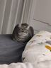 VetWiz新西兰进口辅酶Q10猫咪狗狗宠物专用保护心脏肥大护心猫狗通用 2瓶改善装【养心护心】 进口辅酶Q10【养护心脏】 实拍图